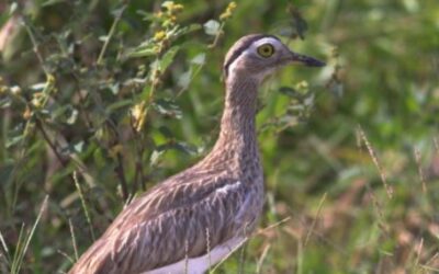 Sorprende la reaparición de un ave en Texas