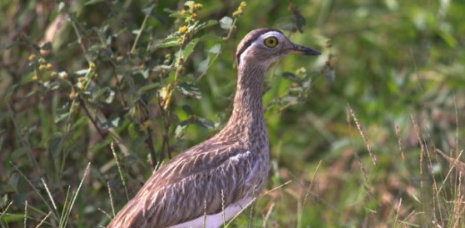 Sorprende la reaparición de un ave en Texas.