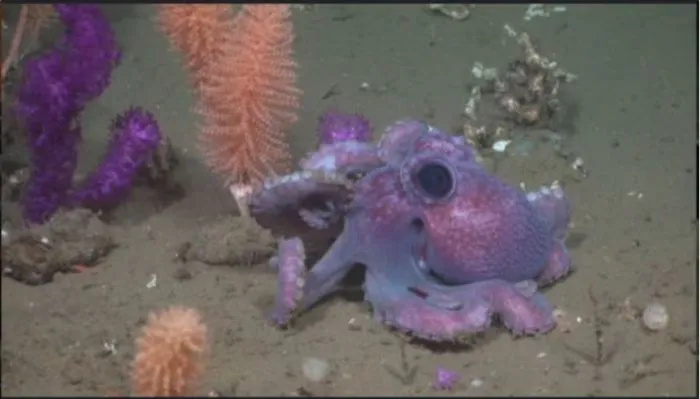 Concluyó la misión “Vida en los extremos”.