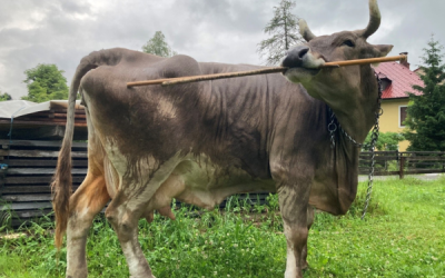 Veronika, la vaca que utiliza herramientas