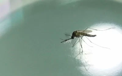 Confirman la aparición de dengue y chikungunya en Córdoba