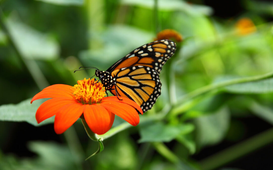 Las altas temperaturas empeoran la calidad del néctar para las mariposas monarca.