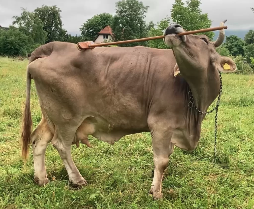 Veronika utiliza un cepillo de piso con mango largo para rascarse el cuerpo.