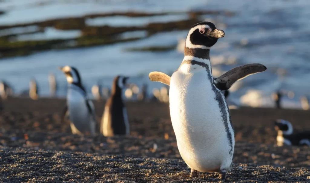 Las distintas formas para proteger a los pingüinos.