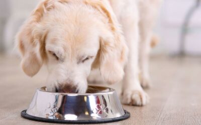 La comida canina podría ser más contaminante que la humana