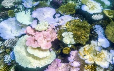 Detectan la relación entre los días de calma y el blanqueamiento de corales