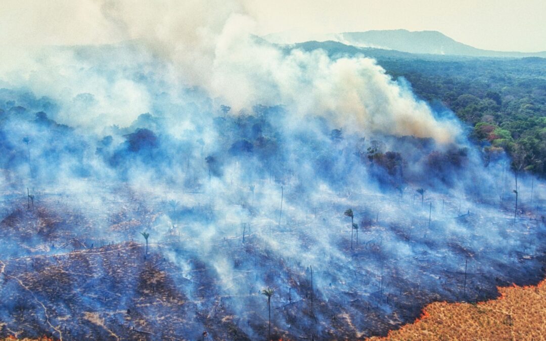 Proponen hacer las penas por Ecocidio más severas para cuidar el ambiente.