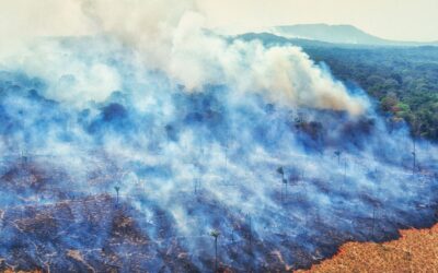 Proponen hacer las penas por Ecocidio más severas para cuidar el ambiente