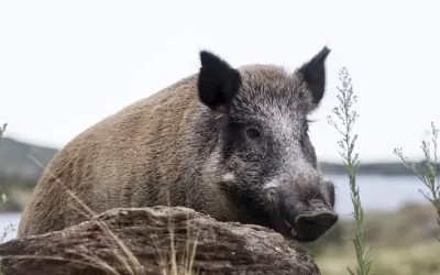 Alerta por una especie invasora en Bariloche