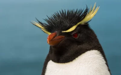 Preocupación por el futuro de los pingüinos de penacho amarillo