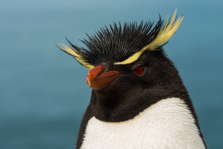 Preocupación por el futuro de los pingüinos de penacho amarillo