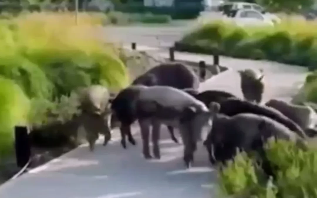Denuncian la aparición de cerdos salvajes en Nordelta.