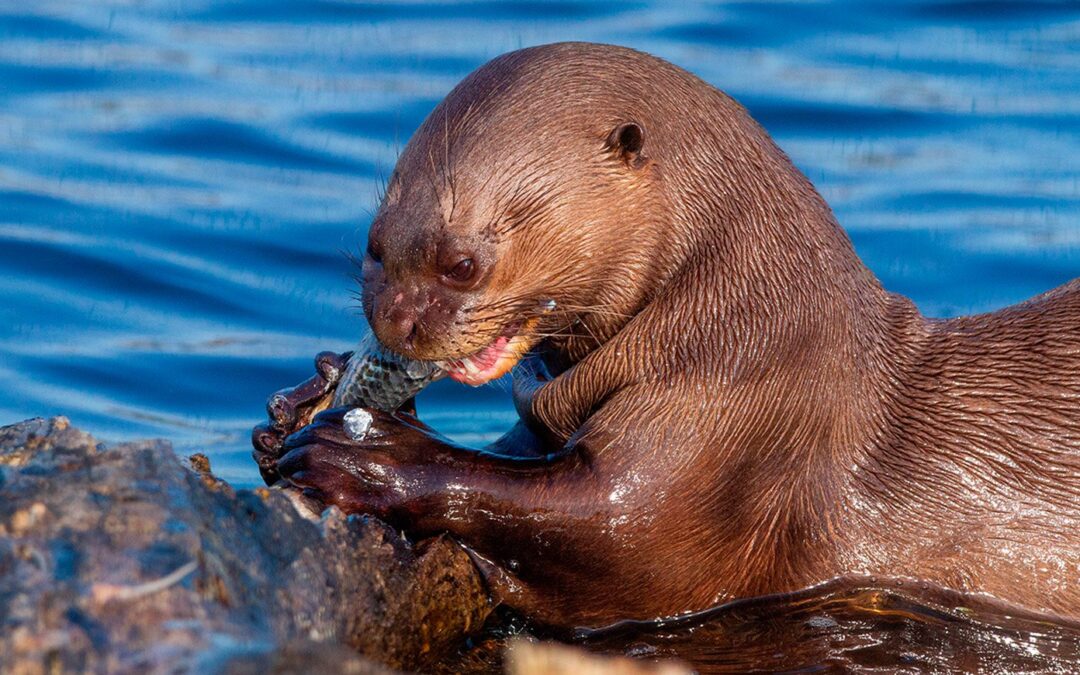 Utilizan nutrias gigantes para restituir ecosistemas
