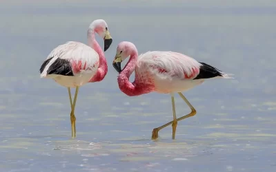 Catamarca busca proteger a sus flamencos con el lanzamiento de un nuevo plan