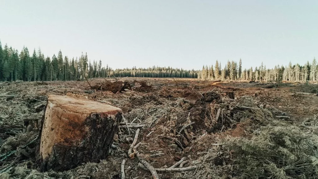 La deforestación global puede ser impulsada por una nueva reforma europea.