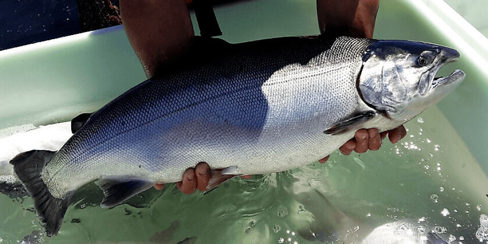 El césped artificial pone en peligro a los peces.