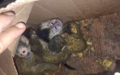 Nuevo caso de tráfico ilegal de fauna en Salta