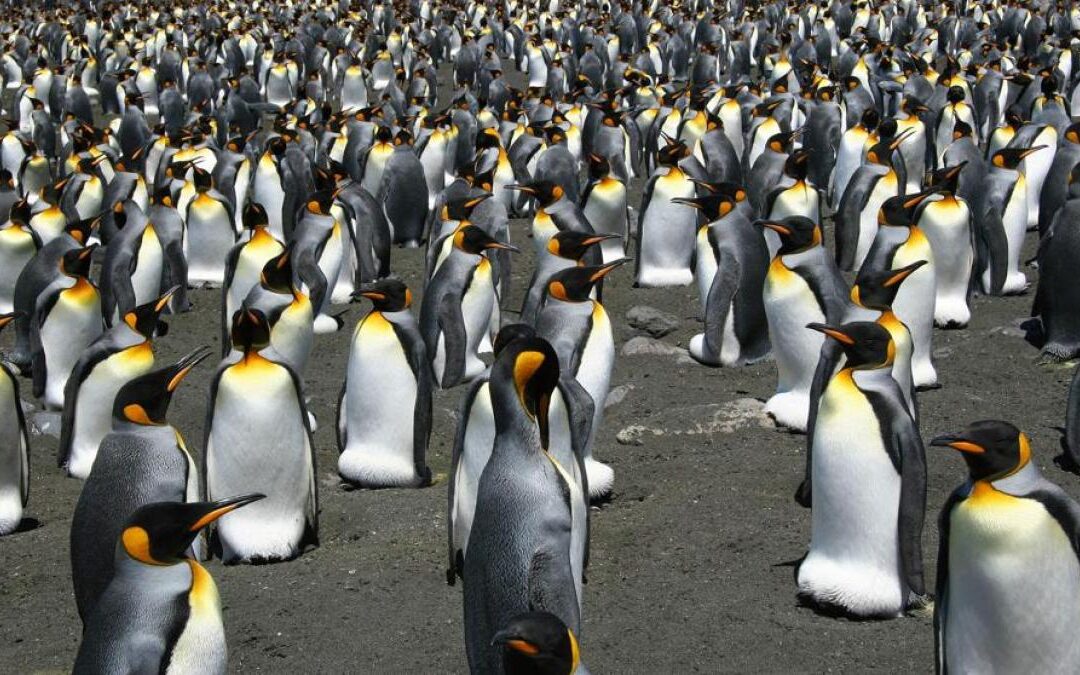 La exitosa adaptación del pingüino rey al calentamiento global.