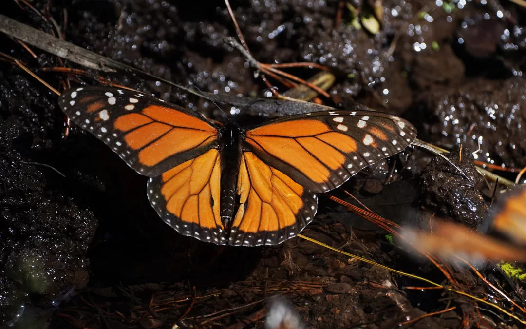 La presencia de la mariposa monarca en México en el período 2025-2026