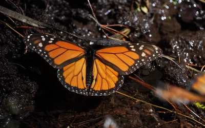 La presencia de la mariposa monarca en México en el período 2025-2026