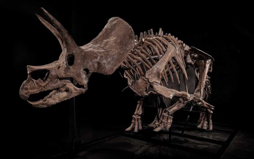 Paleontólogos se manifiestan en contra de la venta de un triceratops.