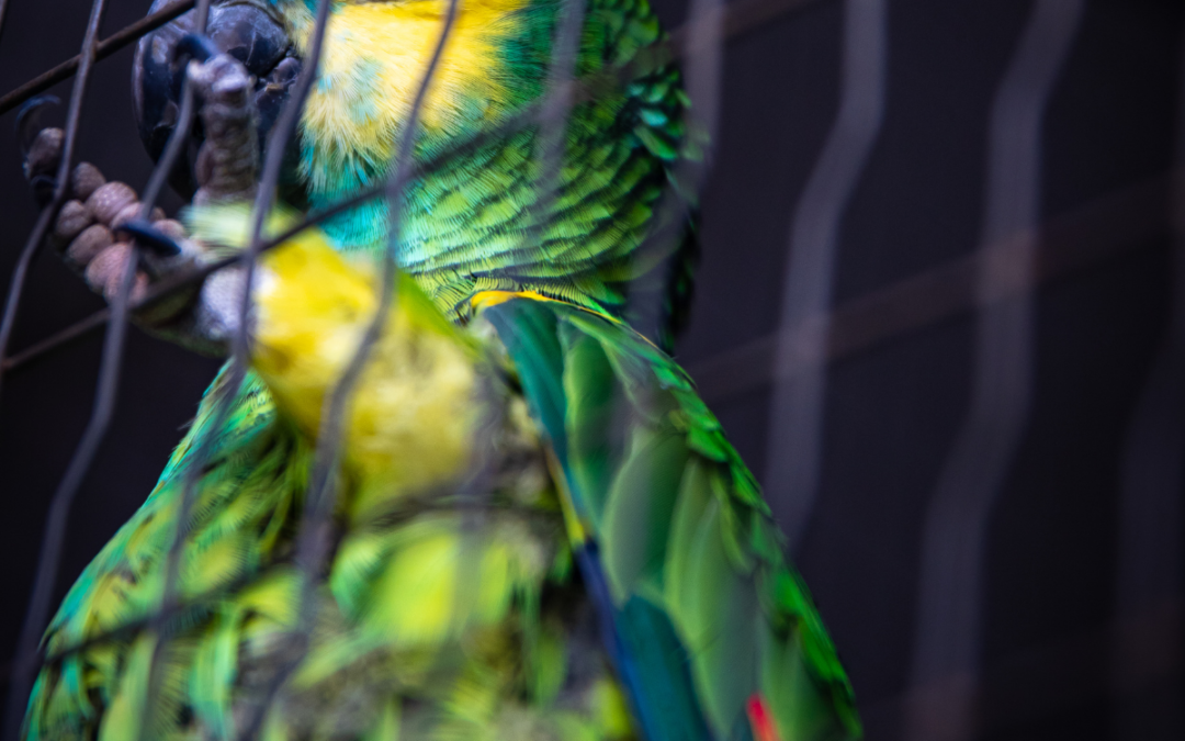 Revelan en qué estado se encuentra el tráfico ilegal de fauna silvestre en Argentina