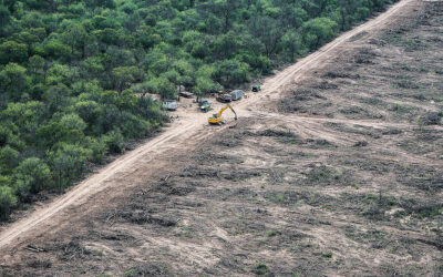 Nuevo informe de Greenpeace: Misiones es la provincia con la tasa de deforestación más baja del norte del país