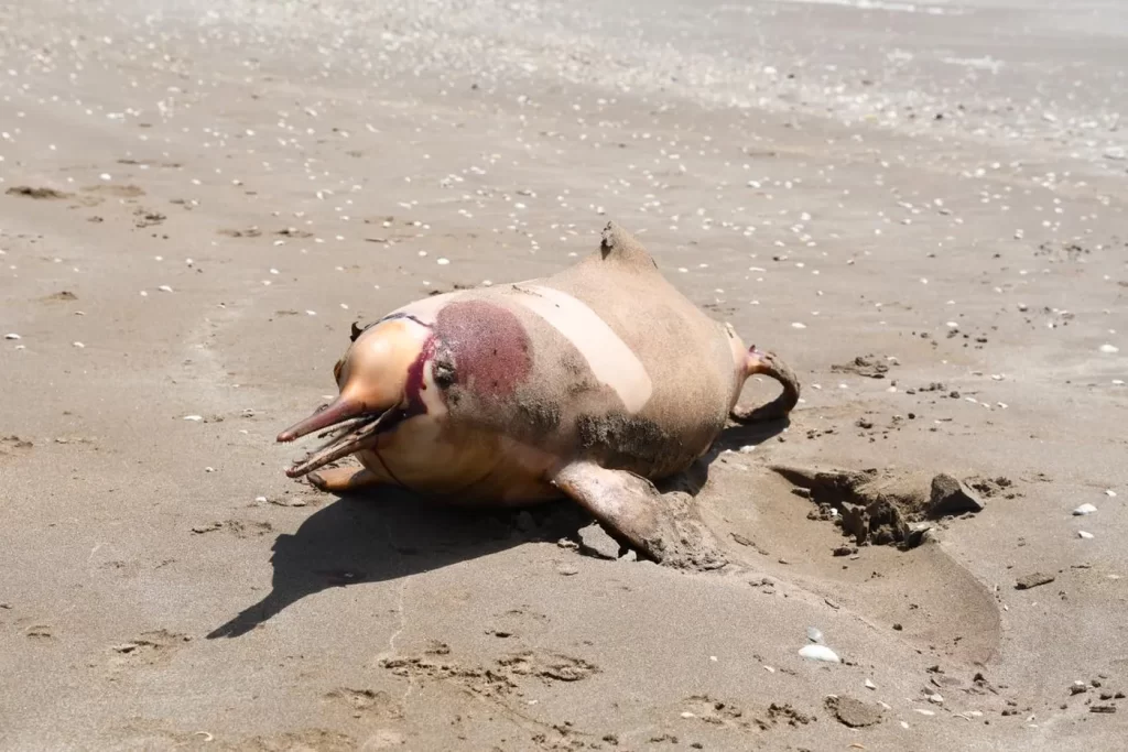 Una argentina fue becada por National Geographic para salvar al delfín Franciscana.