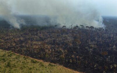La deforestación global puede ser impulsada por una nueva reforma europea