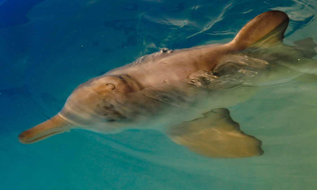 Una argentina fue becada por National Geographic para salvar al delfín Franciscana.
