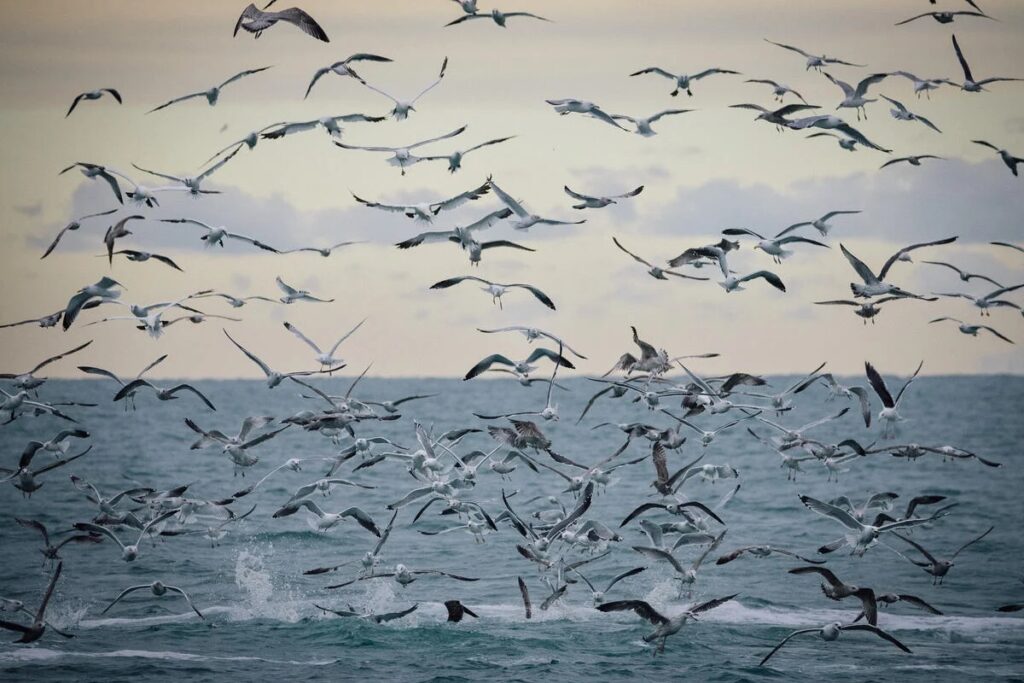 Advierten sobre el riesgo de extinción de las especies migratorias en el mundo.