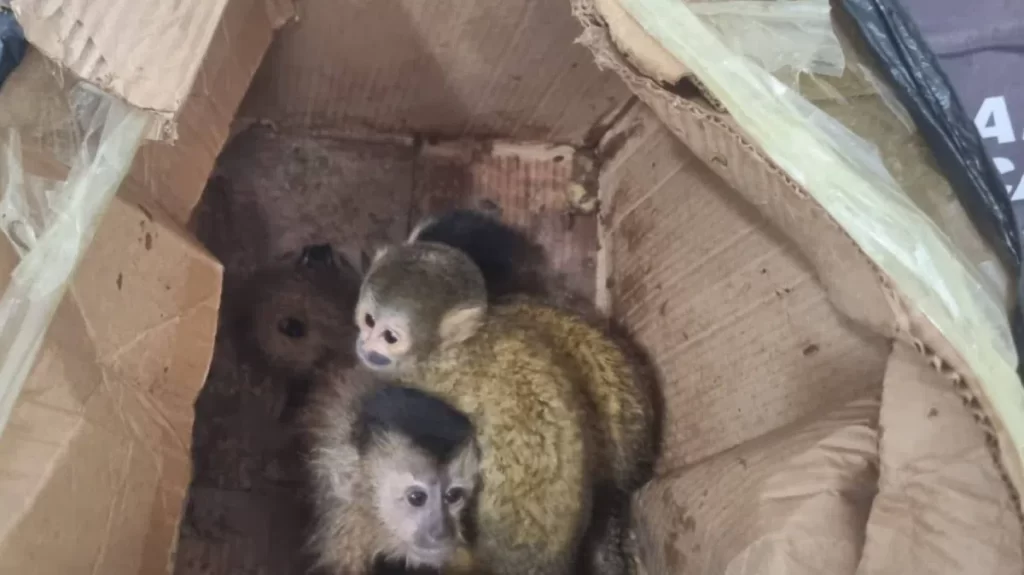 Salta: Trasladaban una caja con cinco monos en infracción a la Ley de Fauna Silvestre.