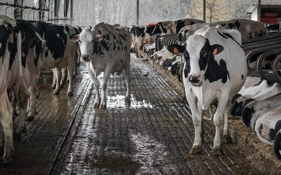 Denuncian greenwashing por parte del 98 % de las grandes empresas cárnicas y lácteas del mundo.