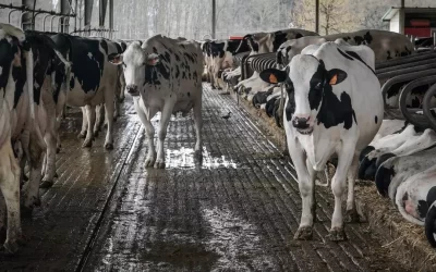 Denuncian greenwashing por parte del 98 % de las grandes empresas cárnicas y lácteas del mundo