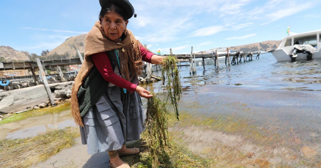 Buscan limpiar el lago Titicaca con filtros verdes flotantes.