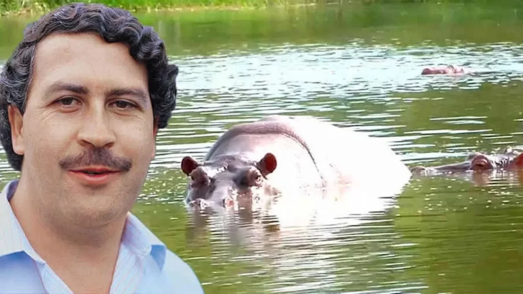 Colombia se plantea enviar hipopótamos de Pablo Escobar a India.