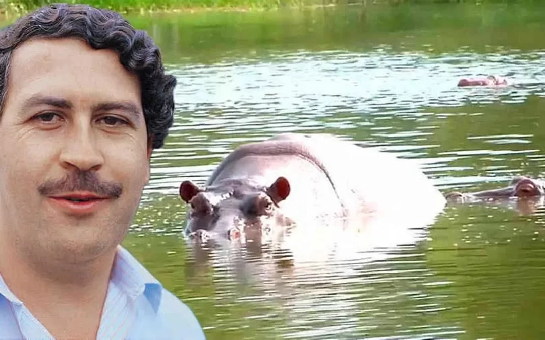 Pablo Escobar es culpable de una reproducción de hipopótamos descontrolada en Colombia.