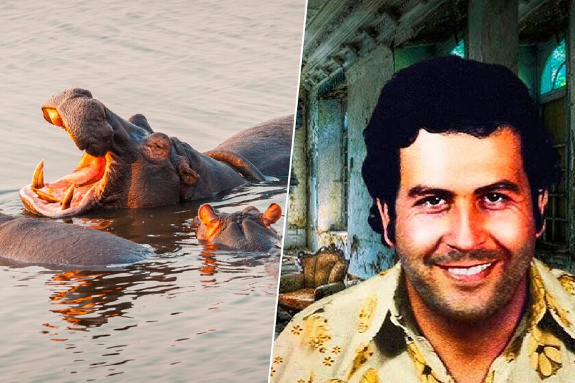 Pablo Escobar es culpable de una reproducción de hipopótamos descontrolada en Colombia.
