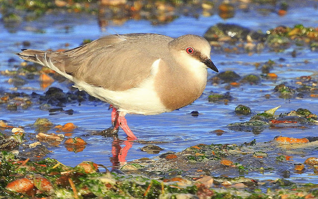 Una de las aves más amenazadas podrá ser protegida a partir de un acuerdo de “convivencia”.