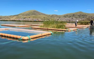 Buscan limpiar el lago Titicaca con filtros verdes flotantes