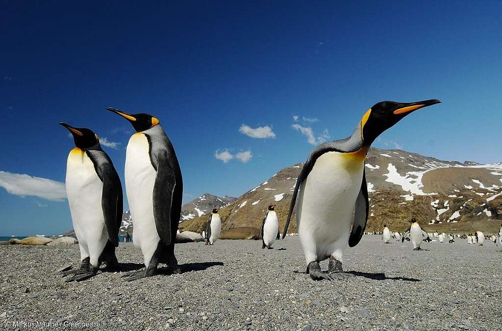 Los pingüinos emperador se encuentran en peligro, según una nueva evaluación.