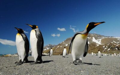 Los pingüinos emperador se encuentran en peligro, según una nueva evaluación