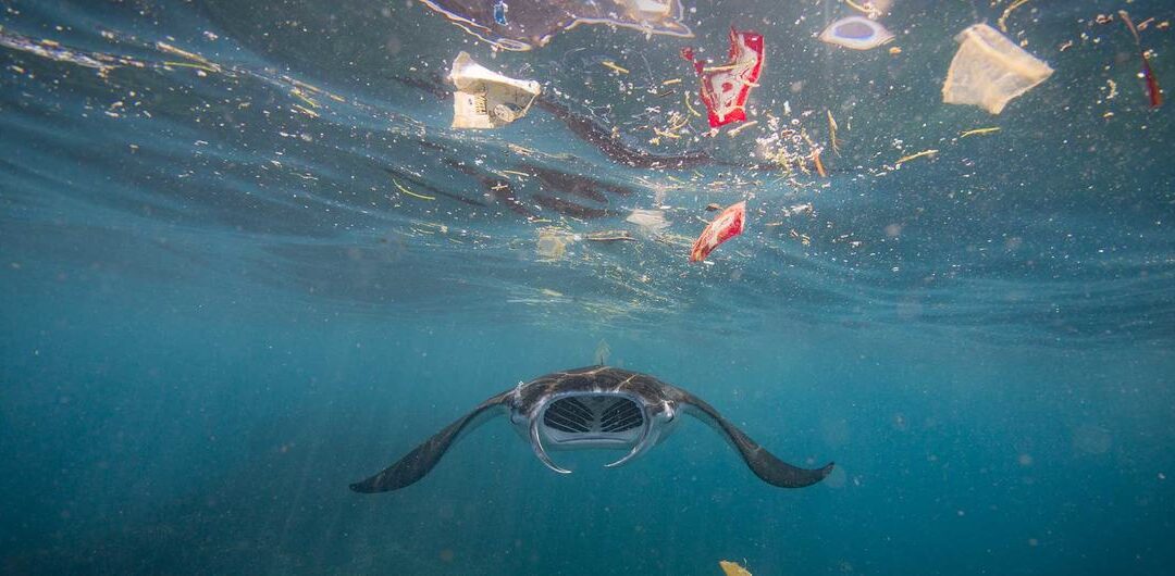 La ONU confirma que el 10 % del océano ya está protegido.
