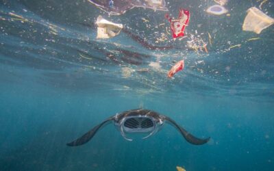 La ONU confirma que el 10 % del océano ya está protegido