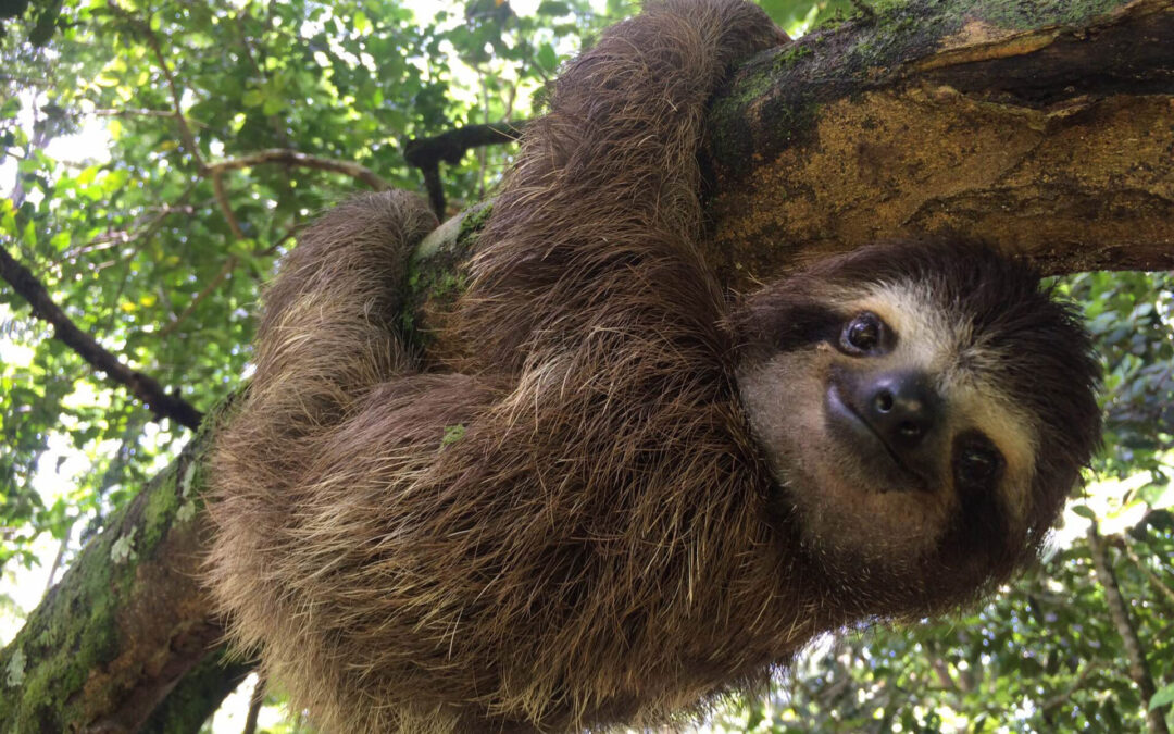 Reportan la muerte de más de 30 perezosos importados en un centro turístico de Orlando.