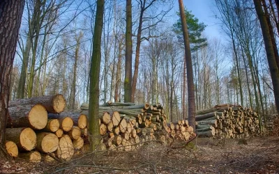 Estados Unidos permitirá la tala y construcción sobre millones de hectáreas de bosques