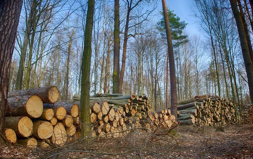 Estados Unidos permitirá la tala y construcción sobre millones de hectáreas de bosques.