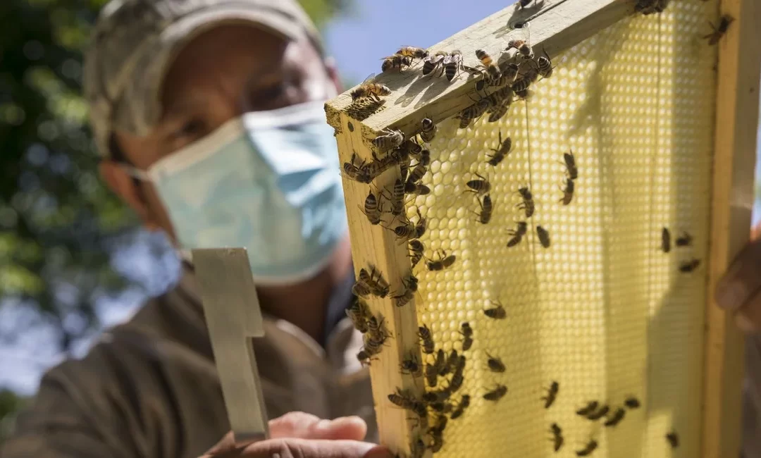 La seguridad alimentaria en peligro tras la disminución de abejas