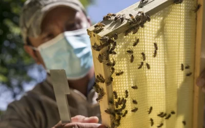 La seguridad alimentaria en peligro tras la disminución de abejas