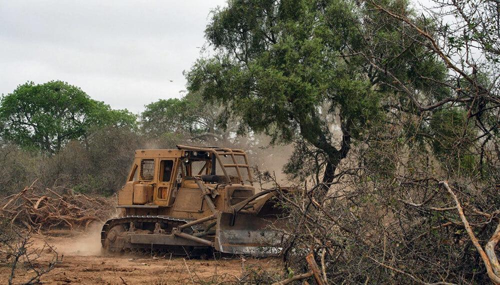 La Cámara de Casación impidió la deforestación de bosques chaqueños.